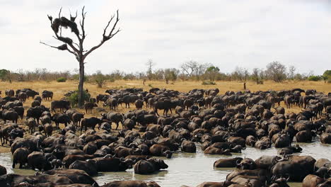 Riesige-Herde-Afrikanischer-Büffel,-Die-An-Einer-Wasserstelle-Trinken-Und-Sich-Entspannen