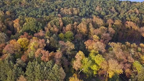 Drone-shot-of-trees-in-the-park