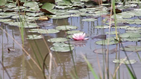A-water-lily-surrounded-by-lily-pads-in-a-dam-pond