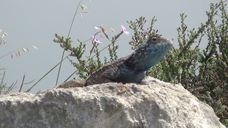 Southern-Rock-Agama-Lizard-Nodding-on-Top-of-a-Rock