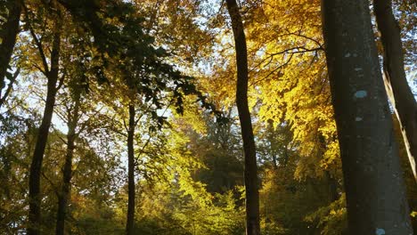 Bäume-Wiegen-Sich-Im-Wind-Und-Lassen-Herbstliche-Blätter-Fallen
