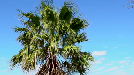 Palm-tree-in-the-wind
