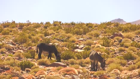 Two-wild-donkeys-at-San-Pedro-de-atacama,-grazing-in-the-desert