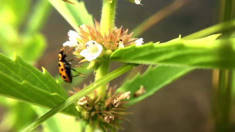 a-macro,-slow-motion-shot-of-a-ladybug-reaching-up-to-a-flower-and-pulling-itself-up