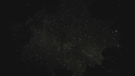 Zeitraffer-Eines-Sternenklaren-Nachthimmels,-Umgeben-Von-Dunklem-Wald