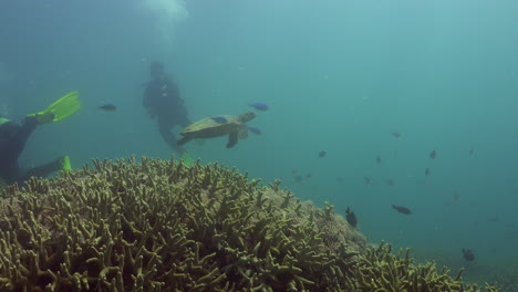 Dos-Buzos-Observando-Una-Tortuga-Carey-Nadar-Desde-Un-Arrecife-De-Coral-Duro-Hacia-La-Superficie