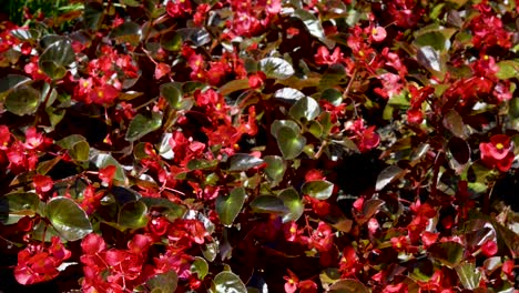 Schönes-Feld-Mit-Wilden-Roten-Blumen