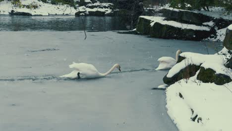 Swan-on-frozen-pond-St-Stephen's-Green-during-a-snowstorm