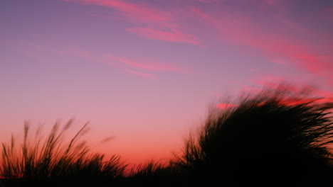 Marram-beach-grass-ammophila-arenaria-blowing-in-wind-at-sunset-or-sunrise-colorful-red-sky,-seamless-loopable