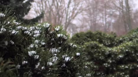 Snow-falling-and-covering-bushes-and-trees-in-a-park-during-winter