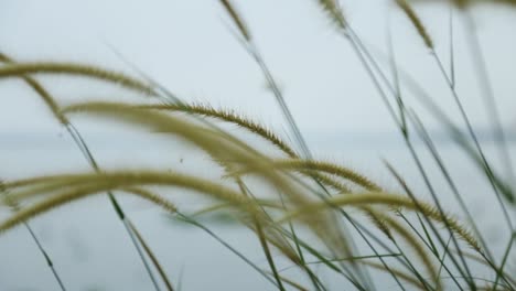 Gras-Ährchen,-Wildpflanze-Wiegt-Sich-Im-Wind,-Steady-Shot,-Focus-Shift
