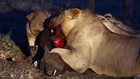 Pride-of-lions-feeding-on-a-young-African-buffalo-kill-at-dusk-iluminated-by-spot-light,-Greater-Kruger