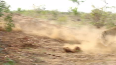 Un-Leopardo-Macho-De-Berza-Intenta-Cazar-Un-Jabalí-Después-De-Esperar-Pacientemente-A-Que-El-Animal-Apareciera-De-Su-Madriguera,-Parque-Nacional-Gran-Kruger,-Sudáfrica