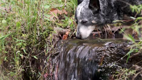 Dog-drinking-water-from-a-tiny-waterfall