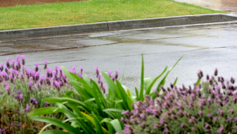 Sudden-heavy-rain-in-a-suburban-street-with-garden-bed-in-the-foreground