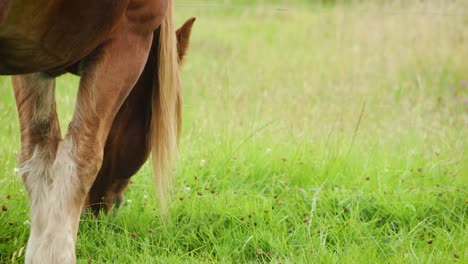 Nahaufnahme-Eines-Braunen-Pferdes,-Das-Gras-Frisst