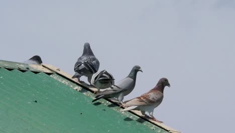 Racing-pigeons-take-off-and-land-on-a-roof-above-their-loft-in-slow-motion