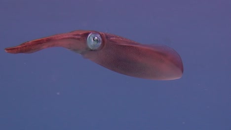 Calamar-De-Arrecife-Nadando