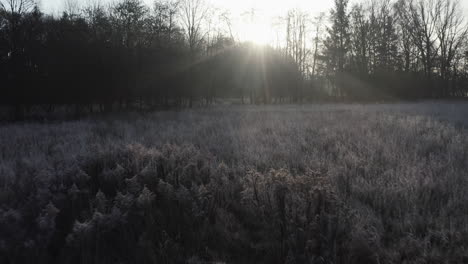 early-morning-winter-landscape,-tracking-shot-over-frost-covered-bushes-into-the-dark,-ray-beams-and-backlight,-very-romantic