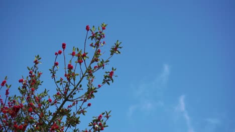 Baumkrone-Mit-Vivd-Roten-Beeren-Gegen-Den-Blauen-Himmel
