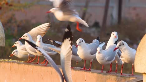 Slender-billed-Gull-or-seagull-birds-looking-for-food-on-wall-near-a-lake-shore-I-Slender-billed-Gull-birds-stock-video