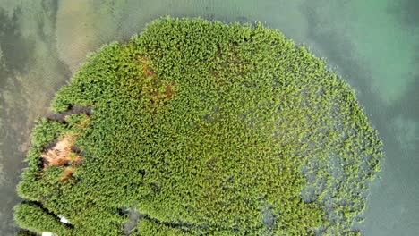 Aerial-shot-of-wild-island-made-of-reed-and-cane-in-Struga-at-Ohrid-Lake-in-Macedonia