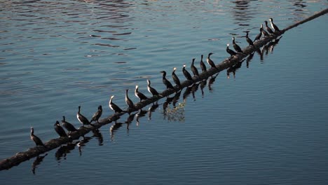Flock-of-cormorants-sitting-on-plank-in-water