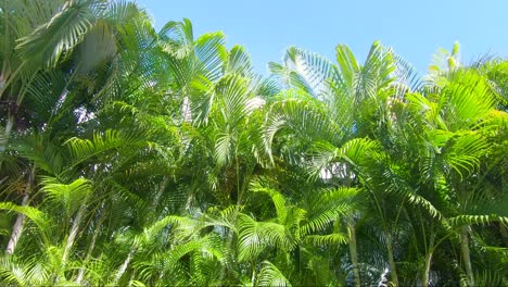 Vorbei-An-Palmen-Und-Anderen-Tropischen-Pflanzen