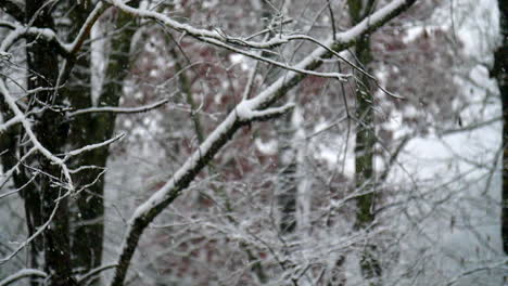 Beautiful-snow-flakes-fall-delicately-in-the-forest-in-slow-motion