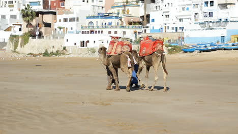 Zwei-Kamele-Mit-Zwei-Berbern,-Die-An-Einem-Sandstrand-In-Marokko-Spazieren-Gehen