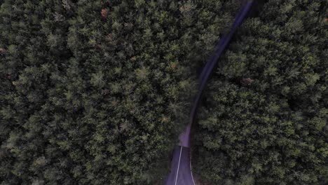 Drohnenflug-über-Einem-Nadelwald