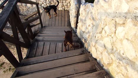 Two-dogs-walking-down-steep-wooden-stairs