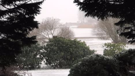 snow-falling-in-the-background,-and-tree-in-the-shade-in-foreground,-in-a-park-with-a-frozen-lake-far-behind