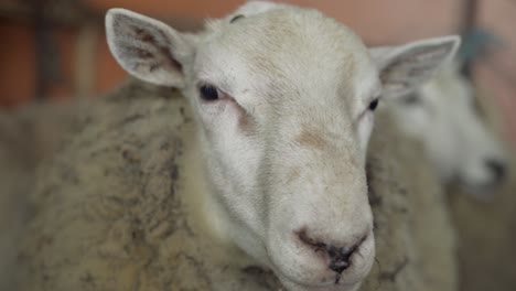 Close-Up-Sheep-Face-in-a-Barn