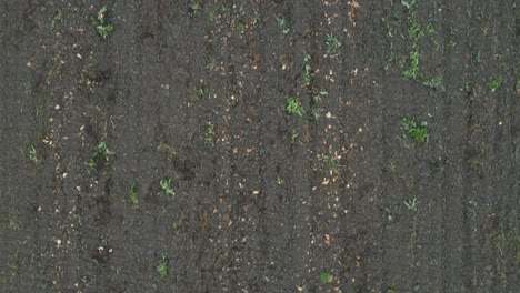 Aerial-top-down-view-of-a-harvested-and-tilled-pumkin-field
