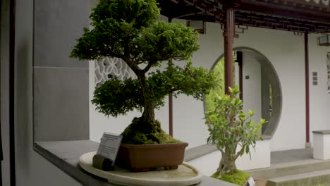Bonsai-tree-at-the-beautiful,-tranquil-Dr