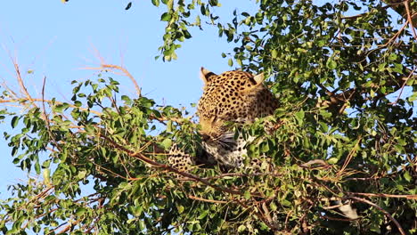 A-young-male-leopard-grooms-himself-within-a-small-Maroela-tree-with-lush-green-leaves,-then,-curiously-bites-at-his-brothers-tail-resting-next-to-him,-Greater-Kruger-National-Park