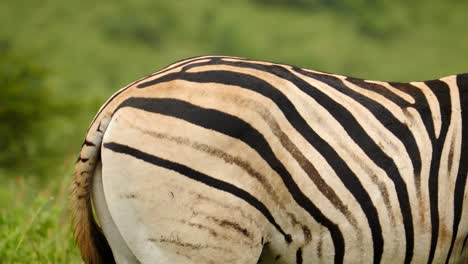 Slow-motion:-Close-up-adult-zebra-profile,-pan-right-from-flicking-tail-to-head