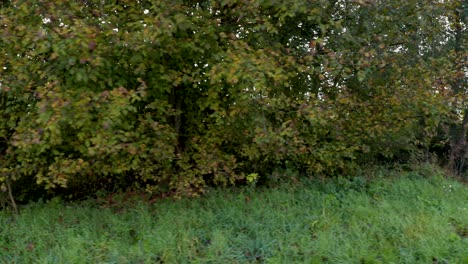 Stetiger-Schwenk-über-Eine-Baumgrenze-Und-Laub-An-Einem-Herbstmorgen