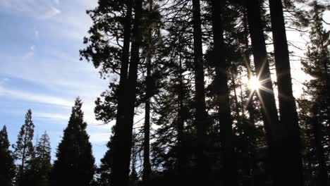 Pan-right-of-glorious-sunburst-through-silhouetted-pine-trees-against-blue-sky