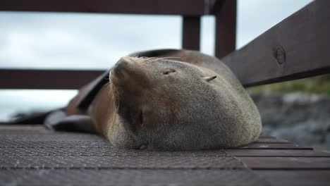 SLOWMO---Cute-New-Zealand-seal-with-a-rocky-beach-and-ocean-in-the-background---CLOSE-UP