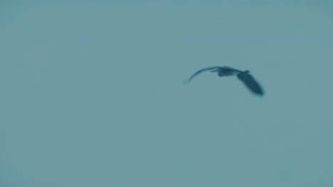 Grey-Heron-in-flight-bleak-sky