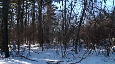 A-horizontal-pan-of-snow-covered-forest-schrubs-in-an-urban-park-right-next-to-a-small-rural-road