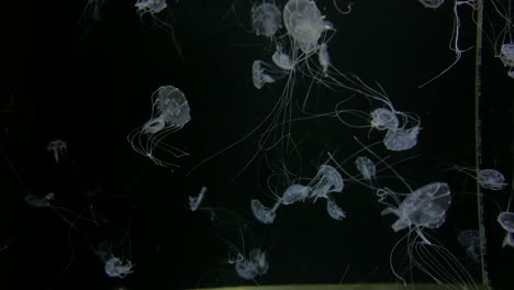 Jellyfish---Chrysaora-Quinquecirrha---Many-small-white-jellyfish-with-long-tentacles
