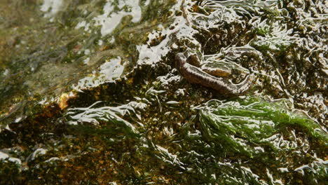 Macro-and-time-lapse-shot-of-two-"worms"-on-wet,-algae-covered-rock