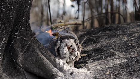 Close-up-of-a-smouldering-log-from-a-bushfire