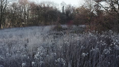early-morning-winter-landscape,-tracking-shot-over-frost-covered-bushes,-very-romantic