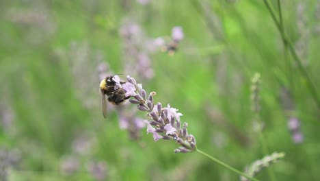 Bumblebee-gathering-pollen-of-lavender-flower