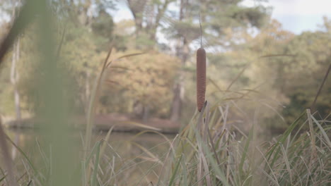 Bull-Reed-And-Rushed-By-Lake-Swaying-In-The-Wind-With-Autumn-Trees-Behind,-In-Slow-Motion---Ungraded