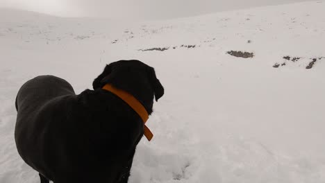 Black-dog-with-a-red-collar-on-a-snowy-mountain